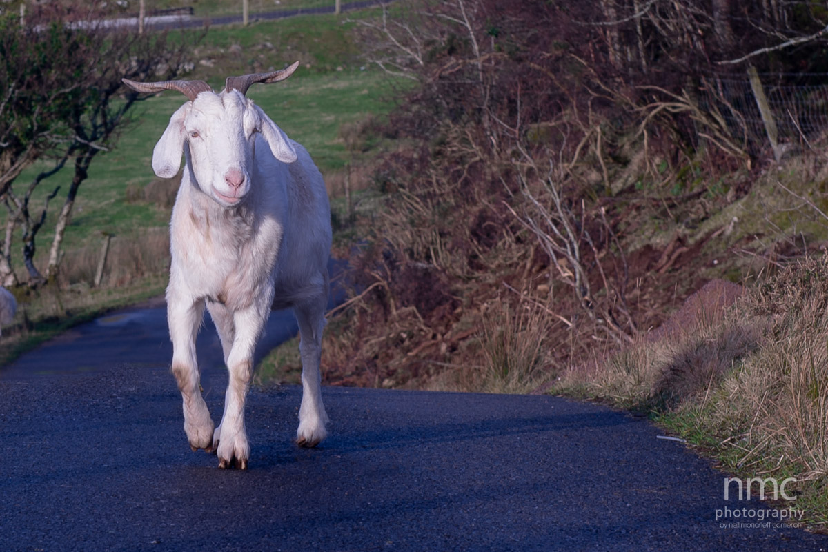 Wildlife around Clachtoll and Assynt