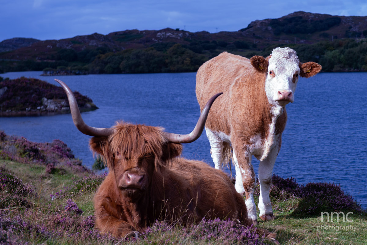 Wildlife